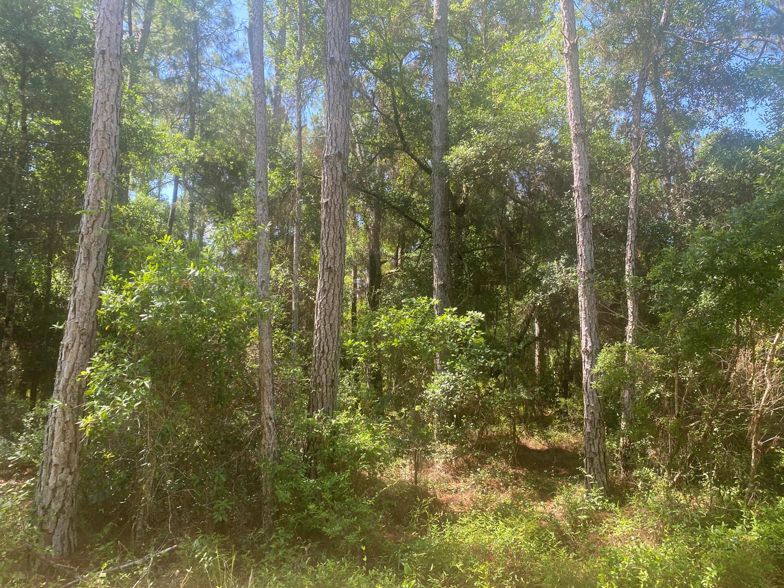 Tbd NE 155 Lane, FL 32134 — #R10798705