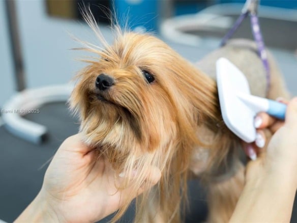 Pet Grooming, Pompano Beach FL 33060 — #A11904269