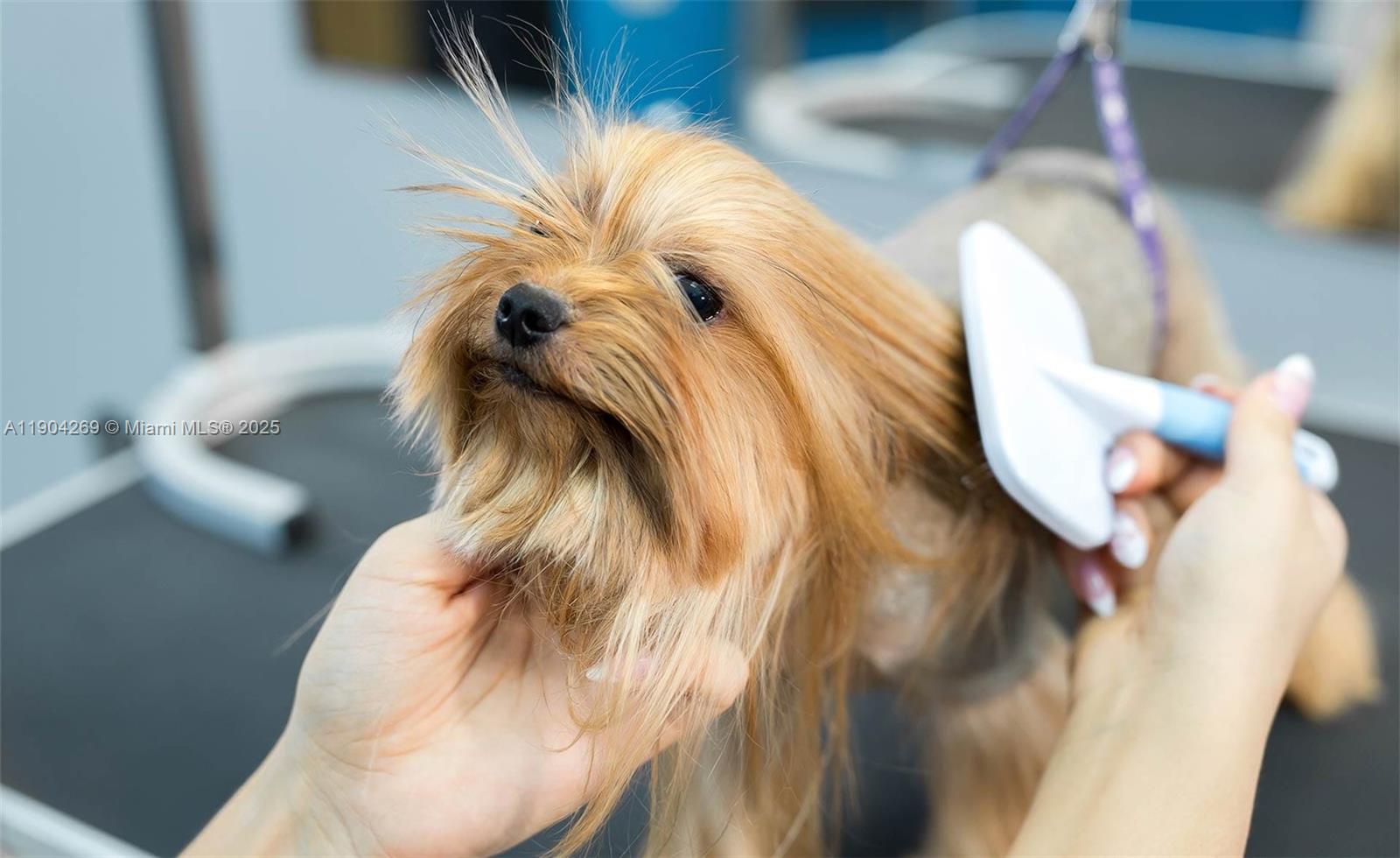 83dcefb7-846 Pet Grooming, Pompano Beach FL 33060 — #A11904269