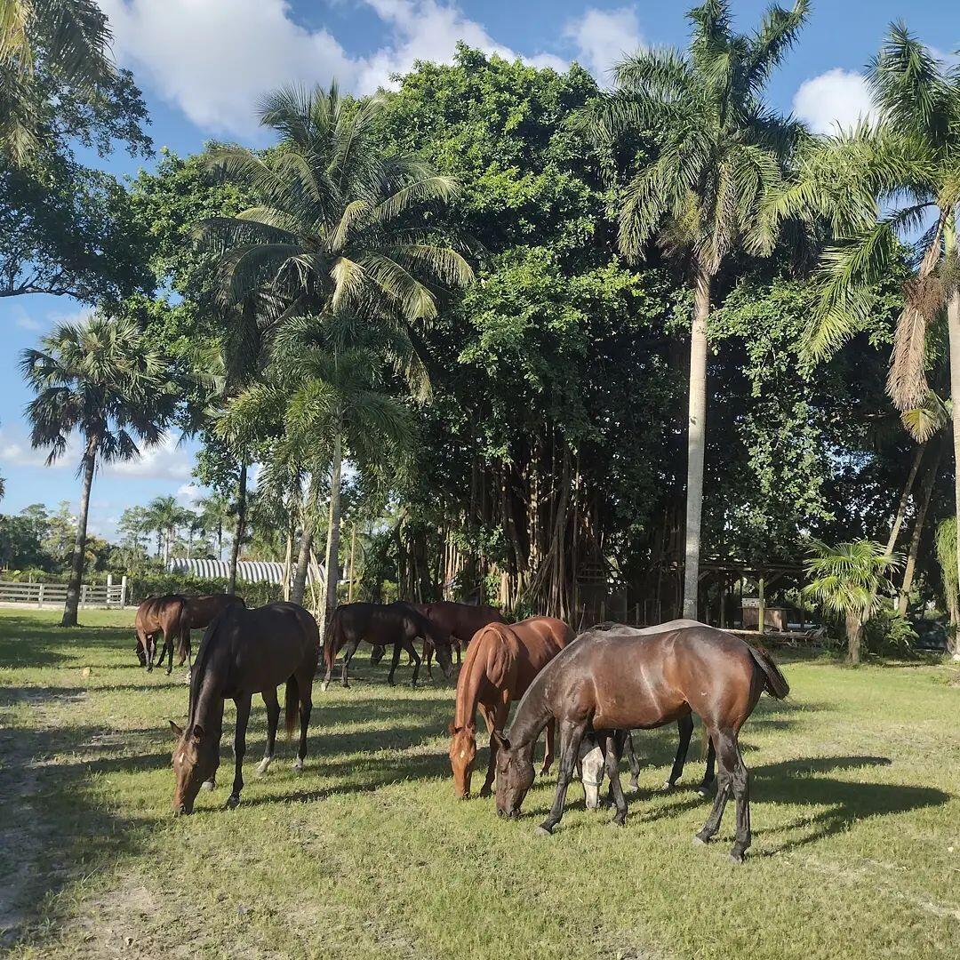 1100 D Road, FL 33470 — #R10963681