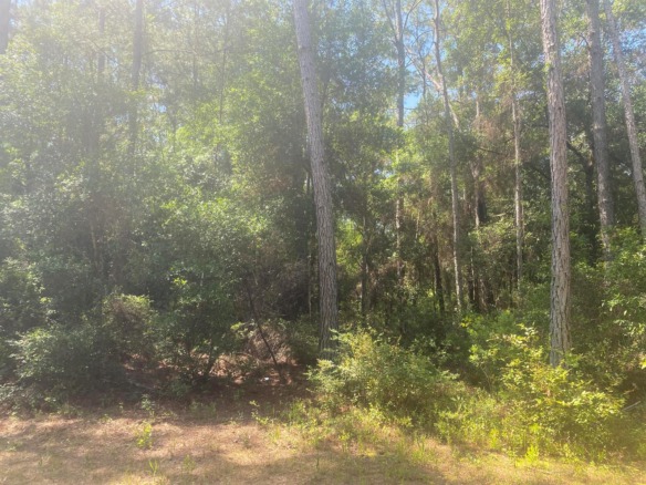 Tbd NE 155 Lane, FL 32134 — #R10798705