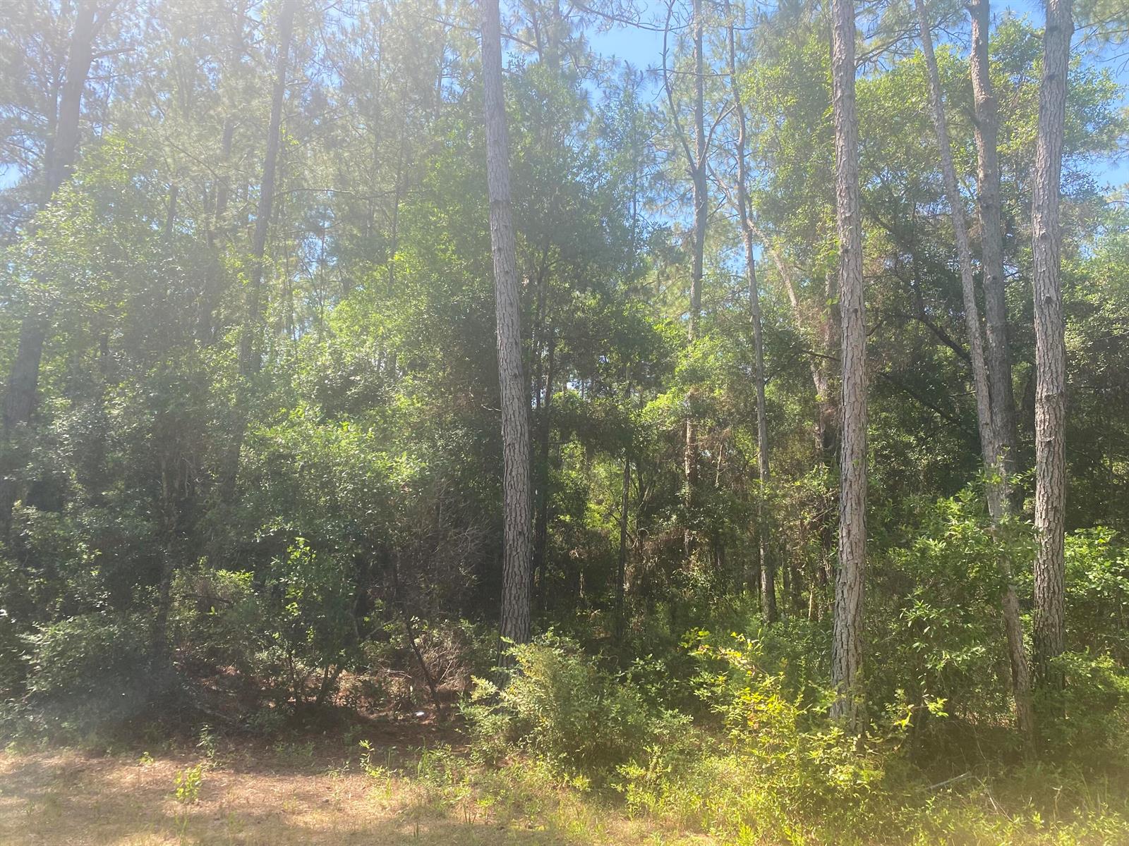 Tbd NE 155 Lane, FL 32134 — #R10798705