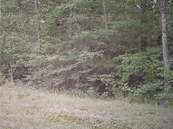 10 Street Place Loop, TN — #F10364070